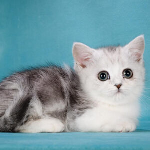 munchkin kittens for sale near me​