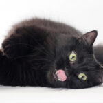 black munchkin cat